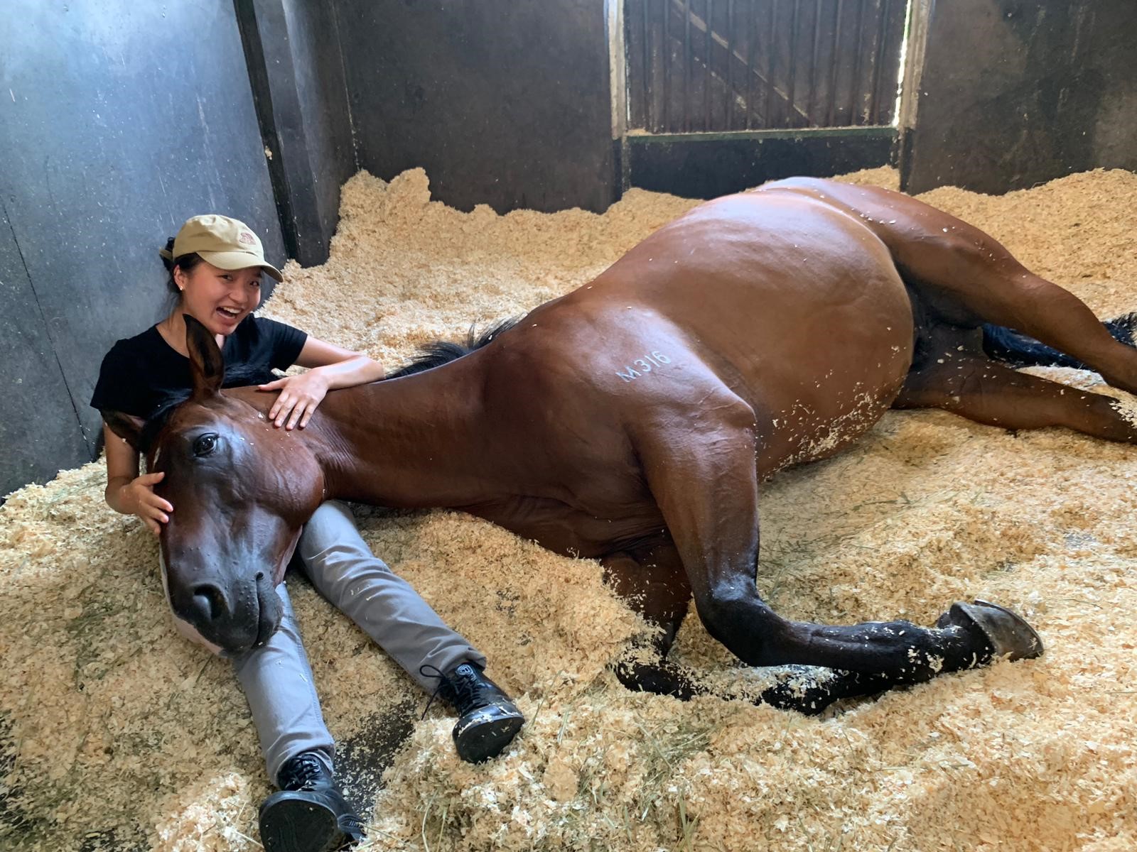 A picture containing ground, person, mammal, horseDescription automatically generated