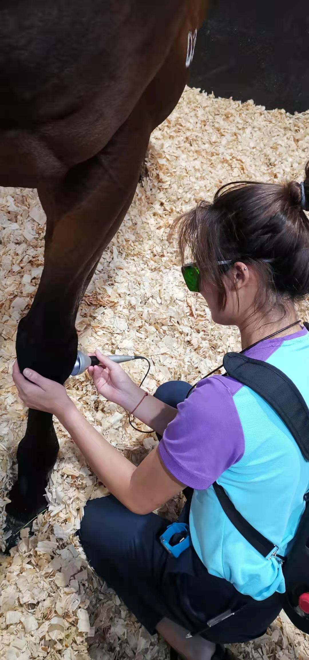 A picture containing mammal, horseDescription automatically generated