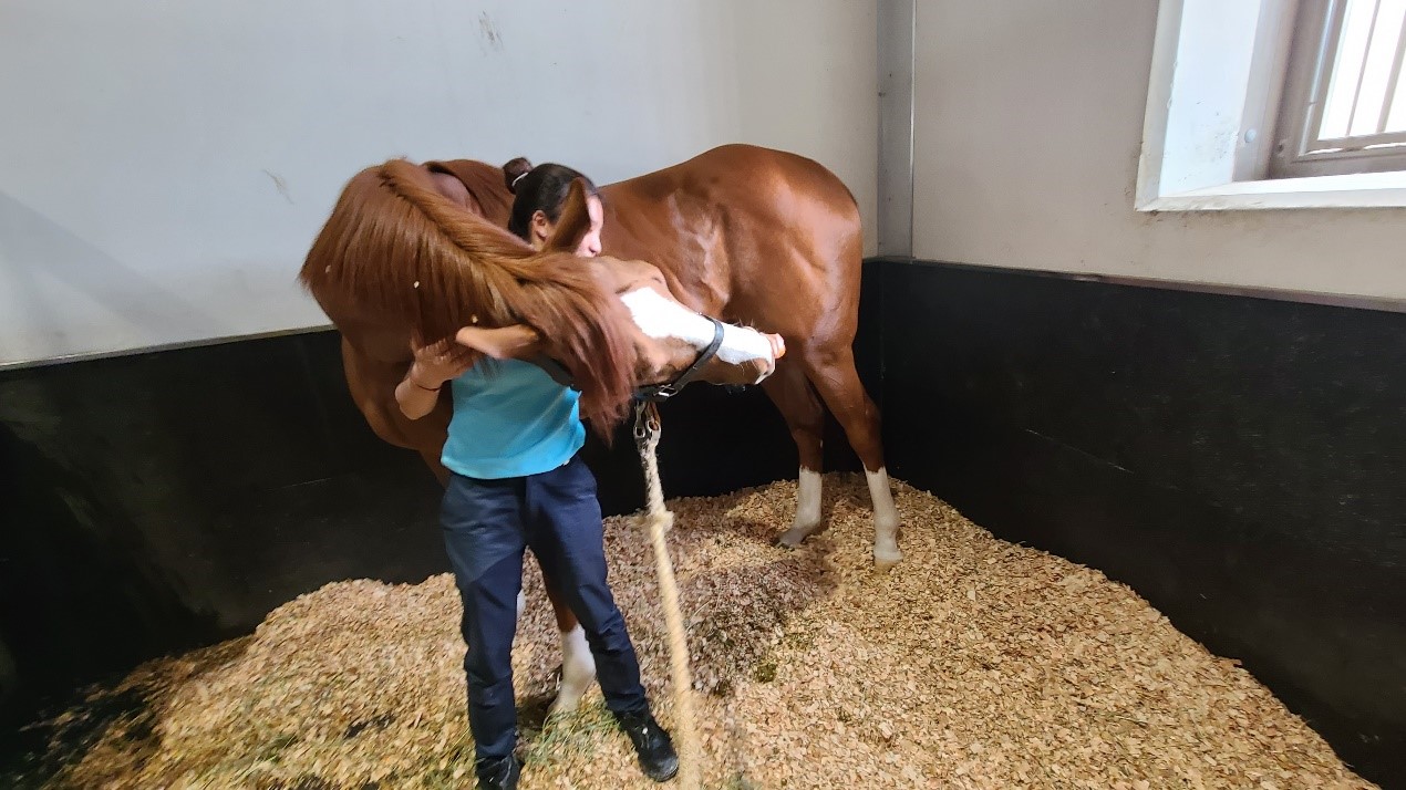 A picture containing indoor, mammal, brown, horseDescription automatically generated